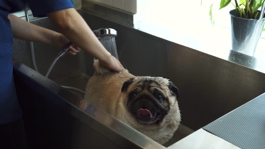 Nurse gently bathes a pug dog in a bright veterinary clinic