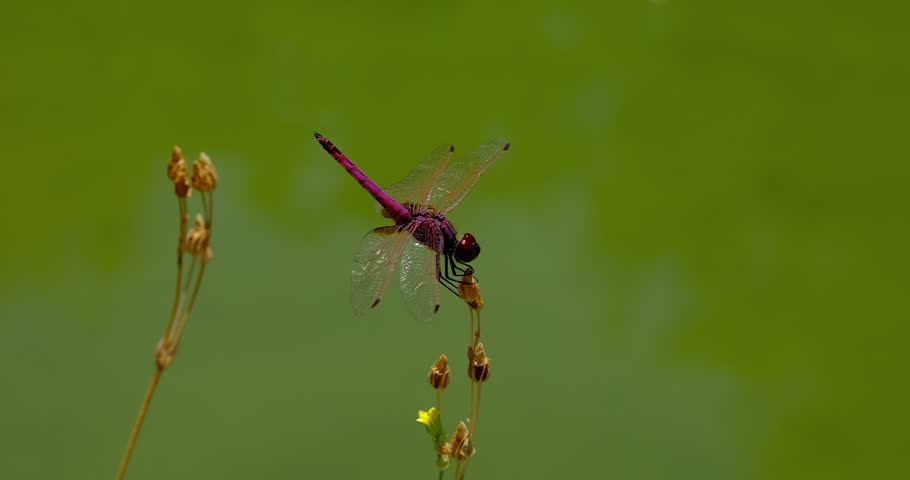 red dragonfly on a branch