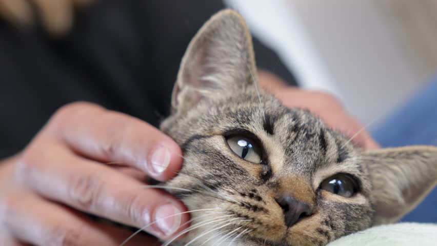 Close-up of the head of a young tabby cat lying down to be stroked by human hands, a moment of sharing and pleasure.