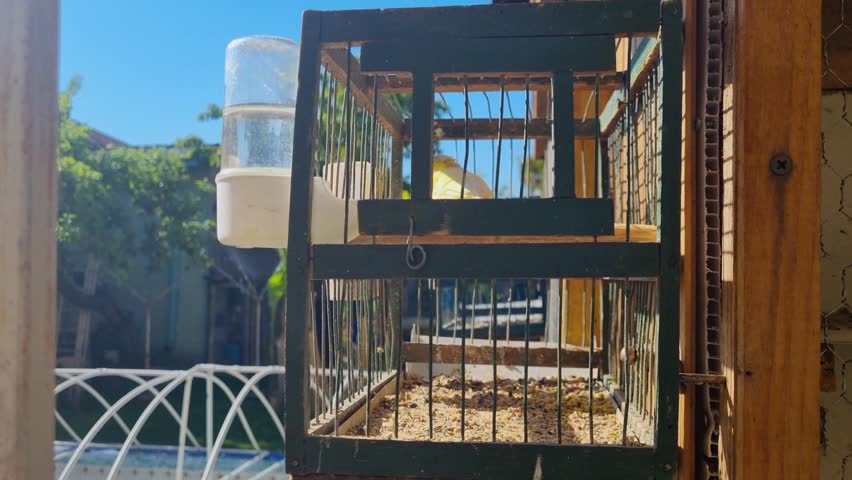 A yellow canary nervously flutters inside a small cage, highlighting the distress of confinement. Filmed at a breeder’s home in Leskovac, Niš, Serbia