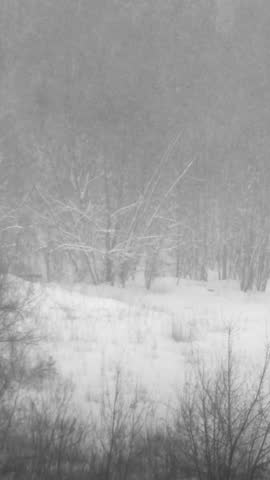 Snowstorm obstructing the view of trees and the forest, with heavy snowfall creating a white-out effect.