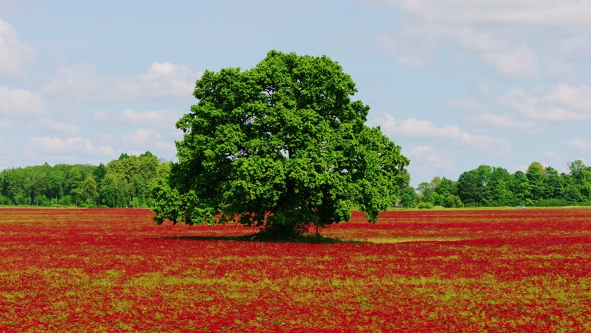 Single tree in flower-covered clover landscape, Latvia summer in Northern Europe
