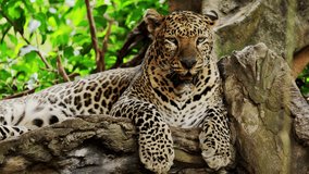 Wild male leopard portrait or panther or panthera pardus hanging on tree eyeing on safari vehicles in natural winter green background in tropical rainforest. Wild predator animals in natural habitat. - Powered by Shutterstock - Get 15% off with code: PIKWIZARD15