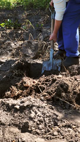 Potato harvest. old woman harvesting potatoes on a plantation. poverty, misery. poor harvest