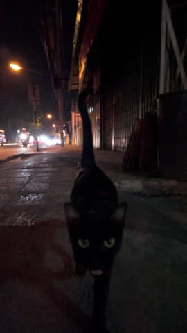 Night Stroll: Black Street Cat Roaming Urban Alleys