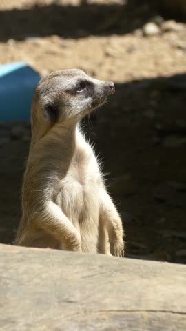 Meerkat at the zoo, close-up 