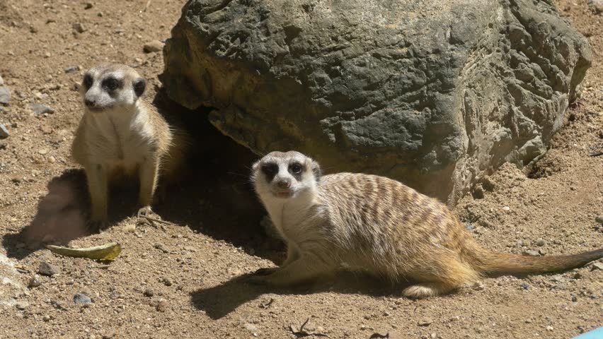 Meerkat at the zoo, close-up 