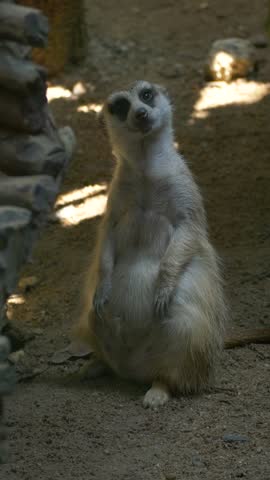 Meerkat at the zoo, close-up 