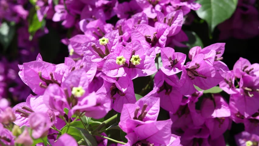 Bougainvillea flower detailed close up photo shoot.