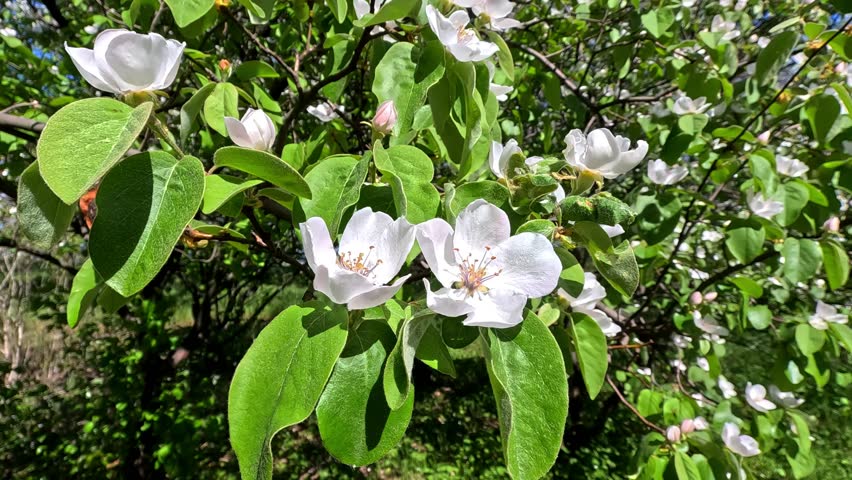 The quince Cydonia oblonga, Blooming white quince in the garden.