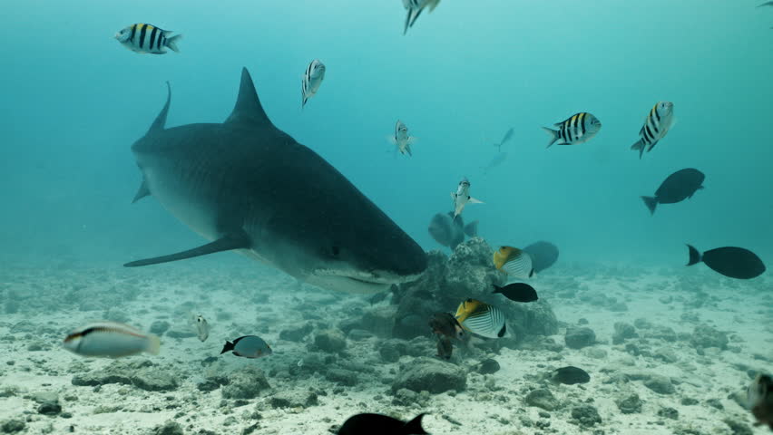 Amazing closeup tiger sharks with sharp teeth swimming underwater on coral reef ocean of Borneo. Shark diving tourism. Divers feed school of sharks. Marine wild dangerous underwater predators of Bali