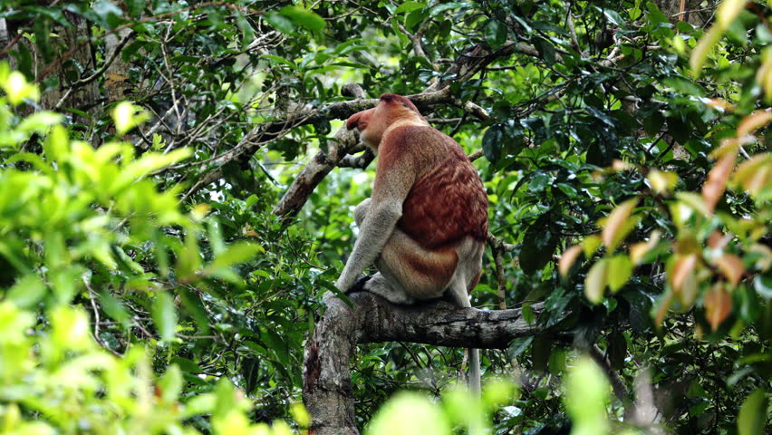 An adult male proboscis monkey Nasalis larvatus alpha male enjoying laying on tree during rain. Proboscis monkeys endemic to the island of Borneo, which are scattered in mangroves, swamps and coastal