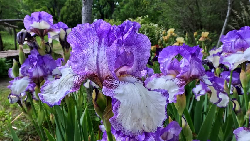 White and purple garden Iris germanica with large flowers in the botanical collection, Odessa