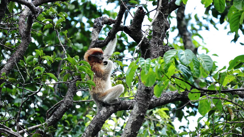 An adult male city monkey Miller's Langur alpha male enjoying laying on tree after rain. Borneo Park monkeys endemic to island, which are scattered in mangroves, swamps and coastal. Wild nature ape