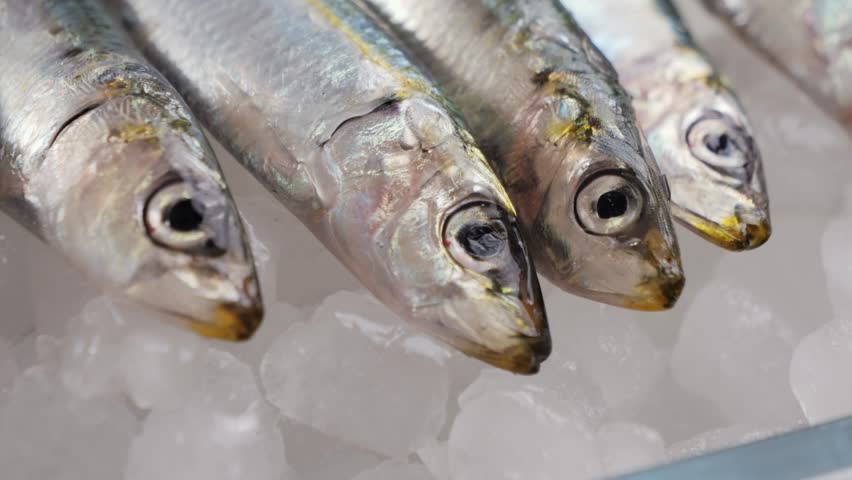 Fresh Sea sardines and Anchovy Fish and Mullus On Display On Ice On Market Store Shop. Seafood Fish Background, sprats, smelt close up stand of small salty white fish.