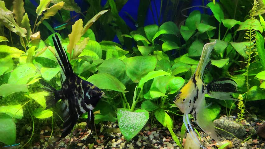 Yellow and black marbled Angelfishes guarding and fanning their eggs attached to Anubias flat green leave in a planted tropical aquarium