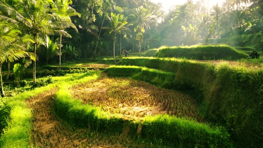 Peaceful Smooth Flight of Tegalalang Rice Terraces in Bali, Indonesia, During Early Morning Sunlight. Soft Light and Gentle Shadows Create a Serene and Atmospheric Tropical Landscape.