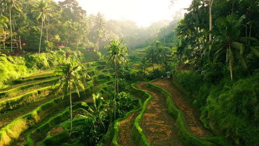 Peaceful Smooth Flight of Tegalalang Rice Terraces in Bali, Indonesia, During Early Morning Sunlight. Soft Light and Gentle Shadows Create a Serene and Atmospheric Tropical Landscape.