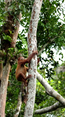 Male orangutan hanging onntree hiding from rain in rainforest, monkeys, national park, Malaysia, wildlife, primates, jungle, forest, nature, animal, habitat, tropical, environment, outdoor, endangered