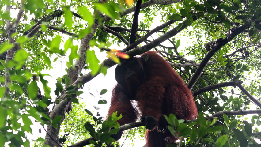 Male orangutan hanging in rainforest, monkeys, national park, Malaysia, wildlife, primates, jungle, forest, nature, animal, habitat, tropical, environment, outdoor, endangered, ape, rainforest, tree