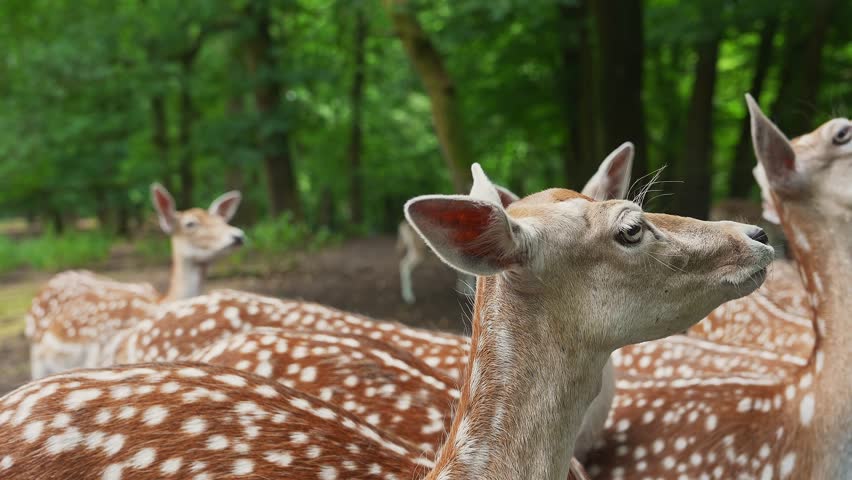 A group of spotted deer interacts with a person feeding them in a wooded area in Utrecht, Netherlands. The deer move closer and reach for food.