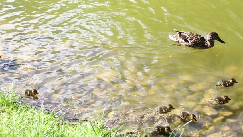 Mother duck with ducklings foraging in shallow green-tinted water with clearly visible rocky pond bottom. Family moves methodically across transparent water searching for food
