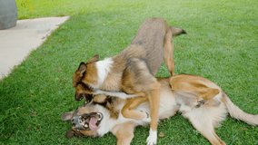 SLOW MOTION, CLOSE UP: Two lively dogs wrestling on a green lawn, one playfully on its back with an open mouth while the other leans over. Joyful outdoor fight when canine brother and sister meet. - Powered by Shutterstock - Get 15% off with code: PIKWIZARD15