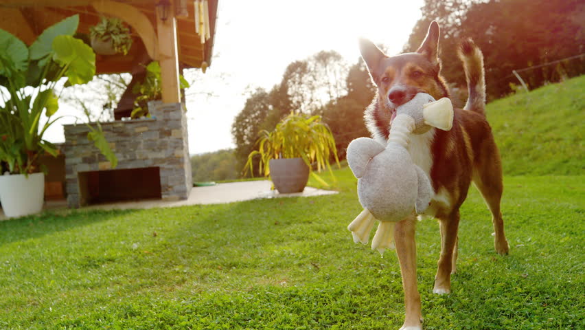 PORTRAIT, LENS FLARE, SLOW MOTION: Happy brown and white dog walks across a sunlit country garden proudly carrying a soft toy in its mouth. Cute mixed breed doggo playing in golden morning light.
