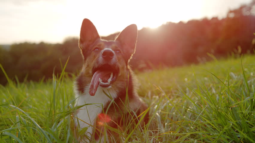 PORTRAIT, LENS FLARE, CLOSE UP: Cute shepherd dog lying in a lush green meadow with its tongue out. Relaxed dog licks its snout while resting in grass, illuminated by warm golden light of the sunset.