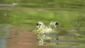 Detailed Frog Eyes in Natural Habitat - Powered by Shutterstock - Get 15% off with code: PIKWIZARD15
