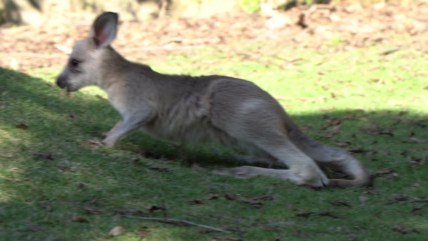 A joey of the eastern grey kangaroo (Macropus giganteus)