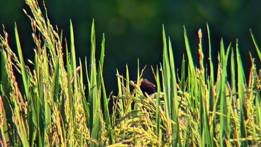 A munia bird feeding on ripening rice grains in a paddy field during a peaceful morning in rural Yogyakarta, Indonesia.