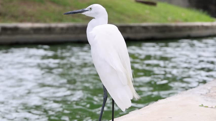 A white egret stands on a concrete edge, gazing over the flowing water.