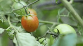 Close-Up of Ripening Tomatoes on the Vine - Fresh Garden Produce - Powered by Shutterstock - Get 15% off with code: PIKWIZARD15