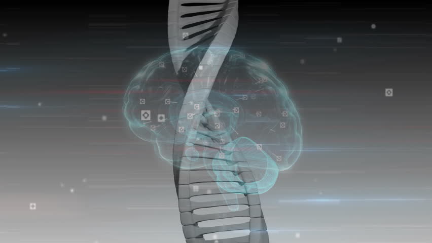 Upon grey backdrop, 3D DNA helix emerging with brain hologram, nodes rotating mapping genetic data. Futuristic, technology, innovation, science, digital, abstract, biomolecular - Powered by Shutterstock - Get 15% off with code: PIKWIZARD15
