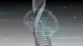 Upon grey backdrop, 3D DNA helix emerging with brain hologram, nodes rotating mapping genetic data. Futuristic, technology, innovation, science, digital, abstract, biomolecular - Powered by Shutterstock - Get 15% off with code: PIKWIZARD15