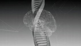 At start metallic DNA helix and 3D brain rotating visualizing structure over grid and nodes. Futuristic, innovation, neural, biomolecular, digital, technology, clarity - Powered by Shutterstock - Get 15% off with code: PIKWIZARD15