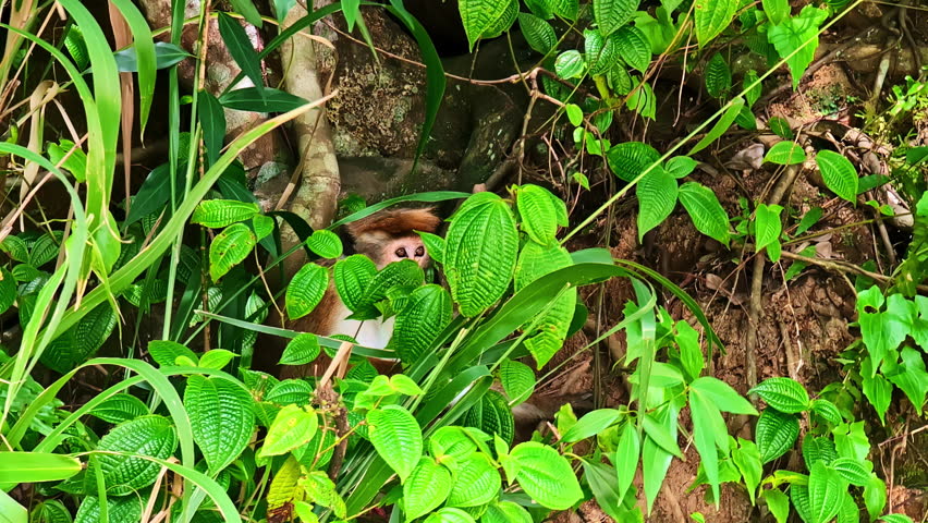 Long nose monkey animal wildlife primate mangrove forest fauna Sri Lanka