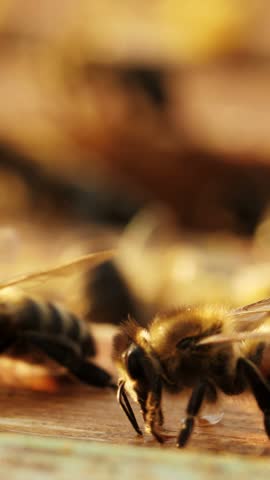 Swarms of bees are actively buzzing around a colorful garden, collecting nectar from various flowers. This lively interaction showcases the essential role of bees in pollination and the ecosystem.