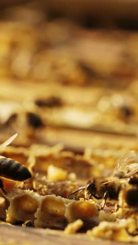 In a warm summer afternoon, bees are busy collecting pollen and nectar inside their hive. They energetically work together, promoting pollination and honey production.