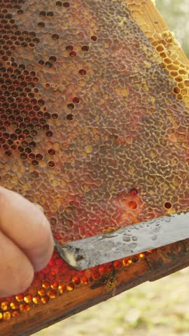 A beekeeper carefully extracts honey from a honeycomb in a rural setting, surrounded by buzzing bees and the natural beauty of the landscape.