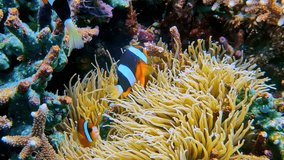 An iconic underwater scene from Bali, Indonesia, shows a pair of vibrant clownfish (anemonefish) finding shelter amongst the tentacles of their host sea anemone on a beautiful coral reef - Powered by Shutterstock - Get 15% off with code: PIKWIZARD15