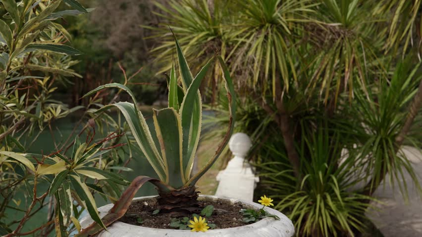 Variegated Agave americana and small yellow flowers growing in a white pot in a park, with various other plants and trees in the background and a pond