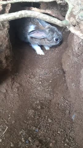 Two rabbits in a burrow: one peeking out, another entering. Ideal for pet lovers, rabbit enthusiasts.
