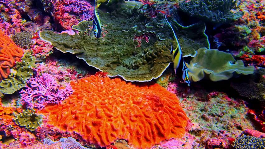 Stunning beauty of a Moorish Idol fish as it swims over a vibrant and colorful tropical coral reef.