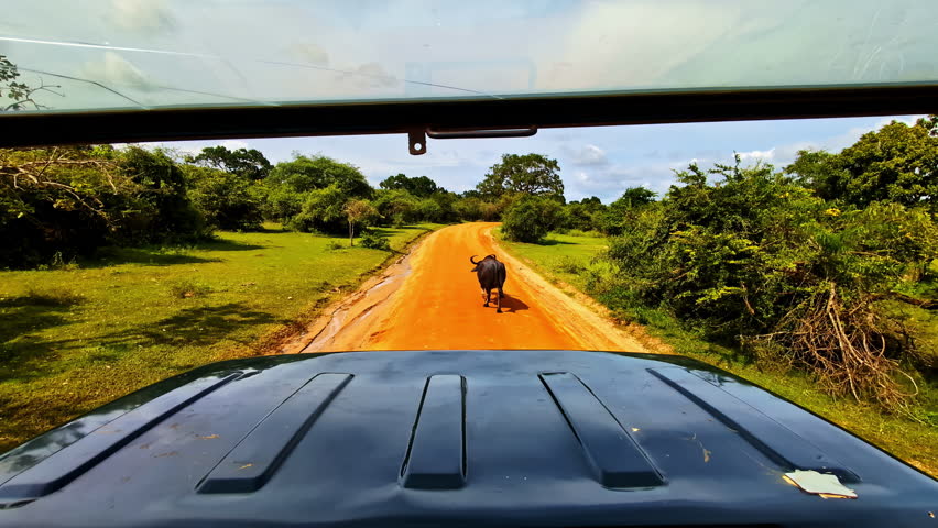 Yala National Park bison safari fauna wildlife Sri Lanka wild animals tropical forest