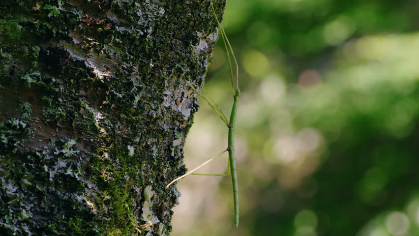 Close Up Shot of Stick Insect (Phasmida, Baculum elongatum) Hanging on Cherry Tree