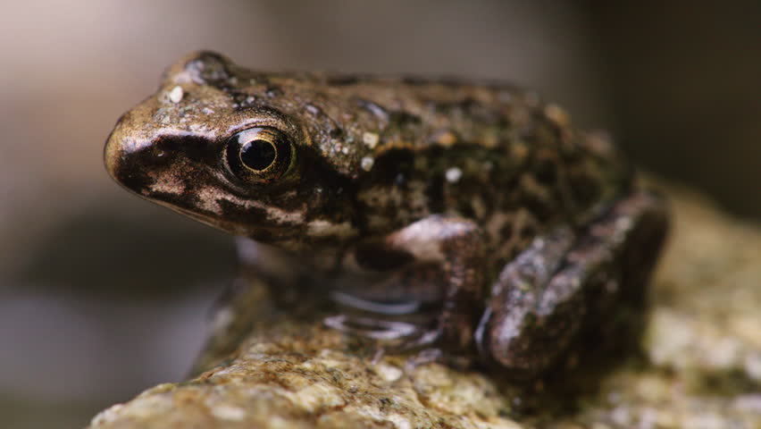 Tadpole Turn Into Young Frog, Growth Proress of Montane Brown Frog (Rana ornativentris)