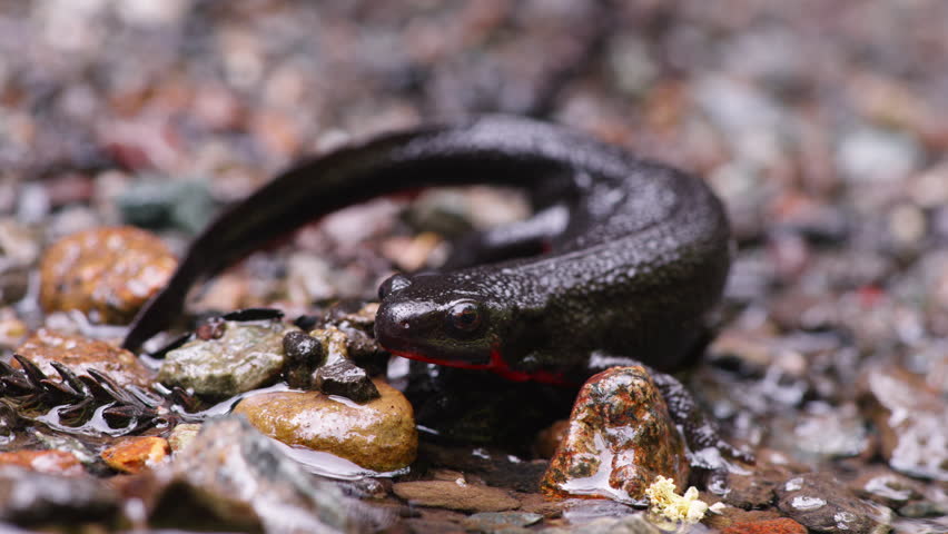Close Up Shot of Japanese Fire-Bellied Newt (Cynops pyrrhogaster)