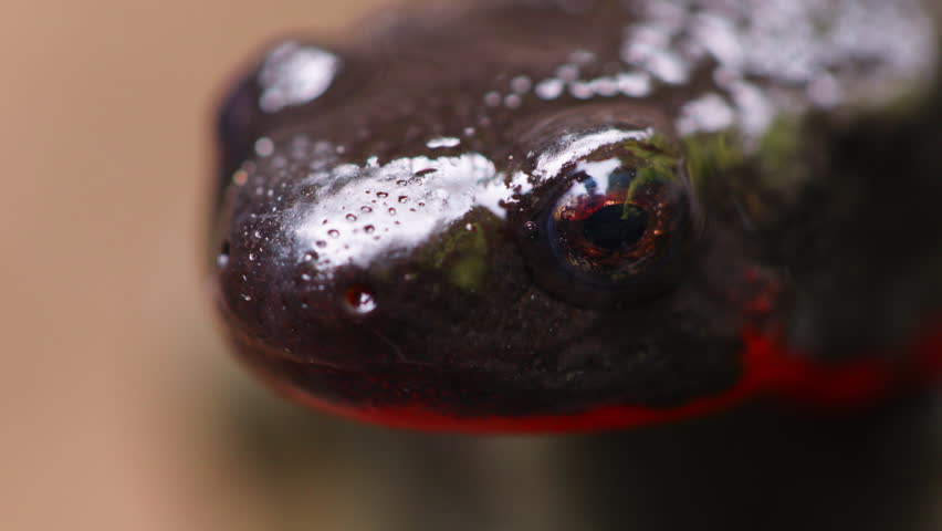 Close Up Shot of Japanese Fire-Bellied Newt (Cynops pyrrhogaster)